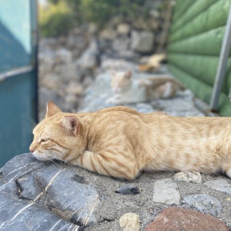 Trzy białe śmierci